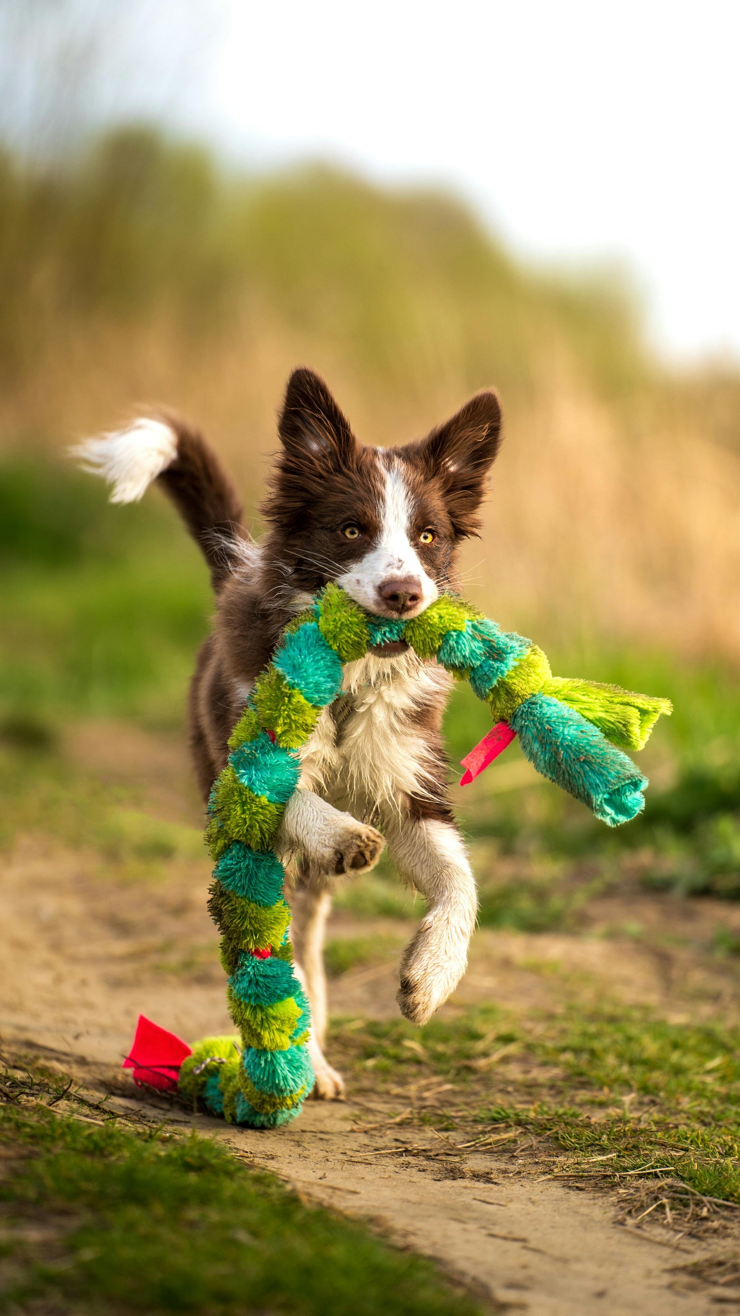 Dog Toys