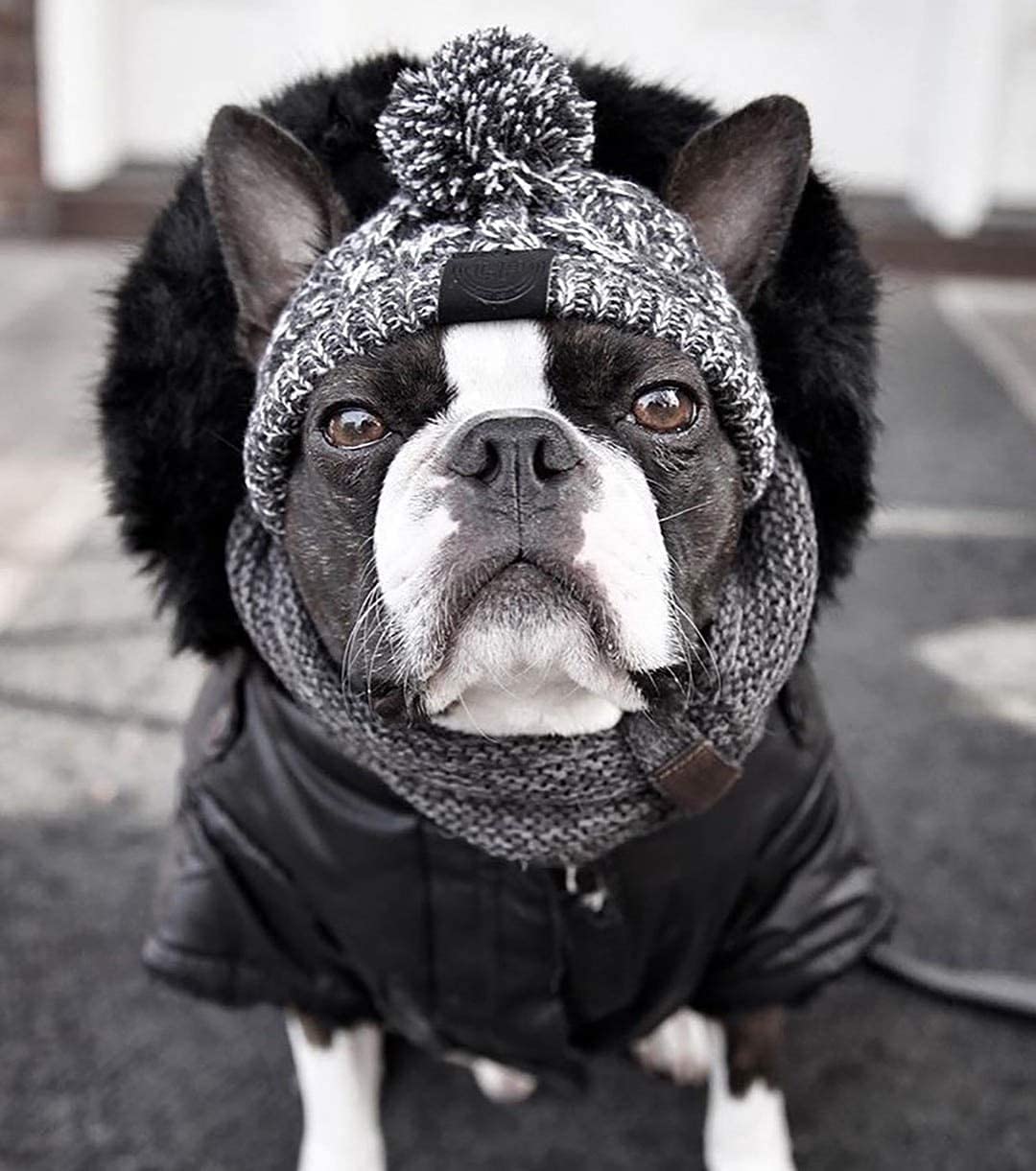 Bargain Mart - Warm Pet Dog Knitted Hat, Windproof Knitting French Bulldog Hat