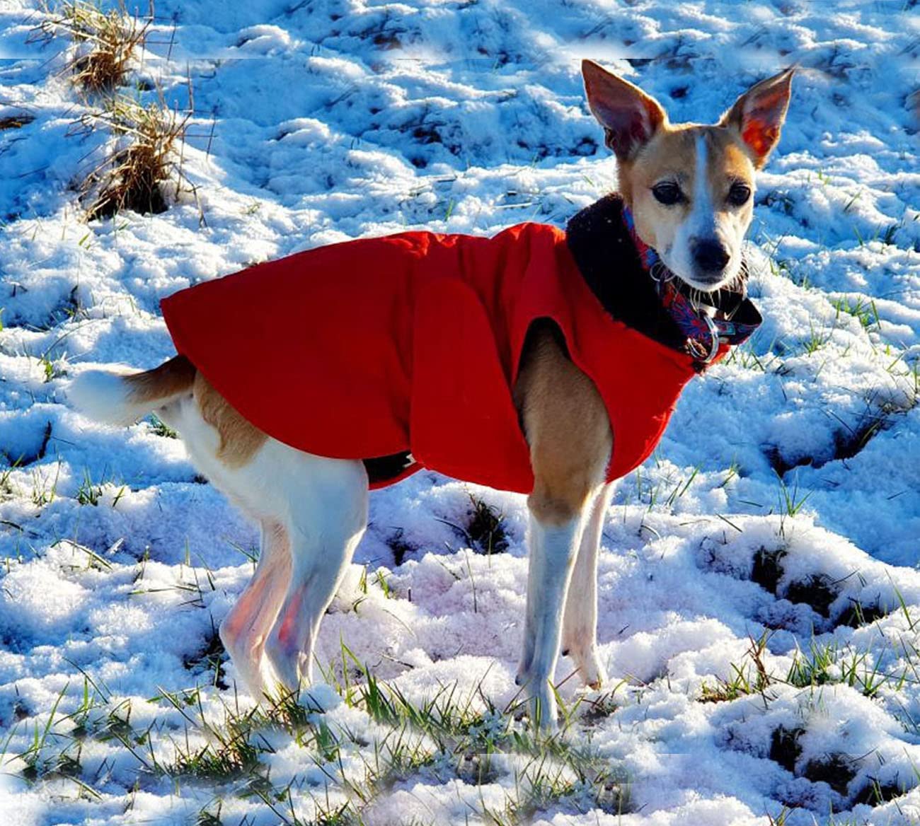 Bargain Mart - Thick Winter Dog Jacket,Lightweight Waterproof Windproof Winter Dog Coat, Warm Dog Vest with Two Layers of Wool Lining