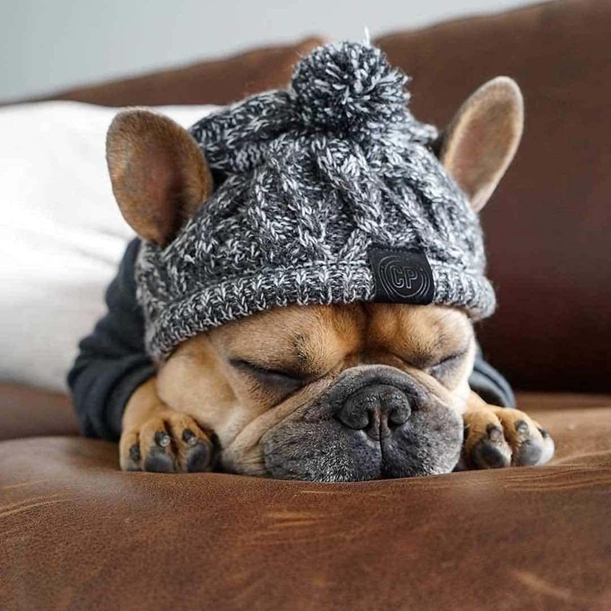 Bargain Mart - Warm Pet Dog Knitted Hat, Windproof Knitting French Bulldog Hat